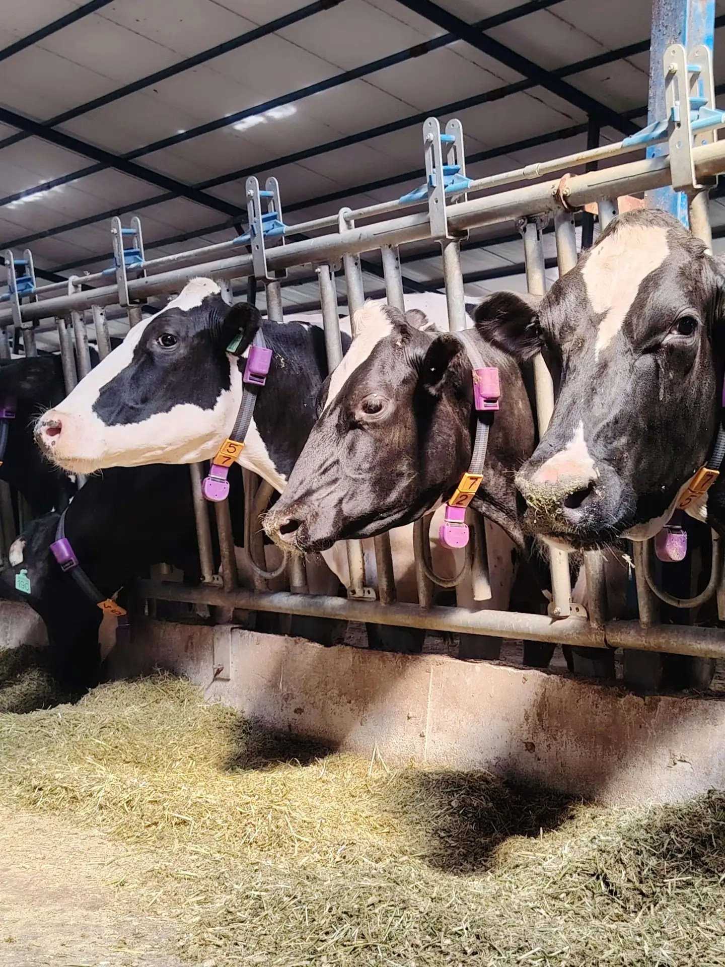 Dairysense Sürü Yönetim Sistemi Banner
